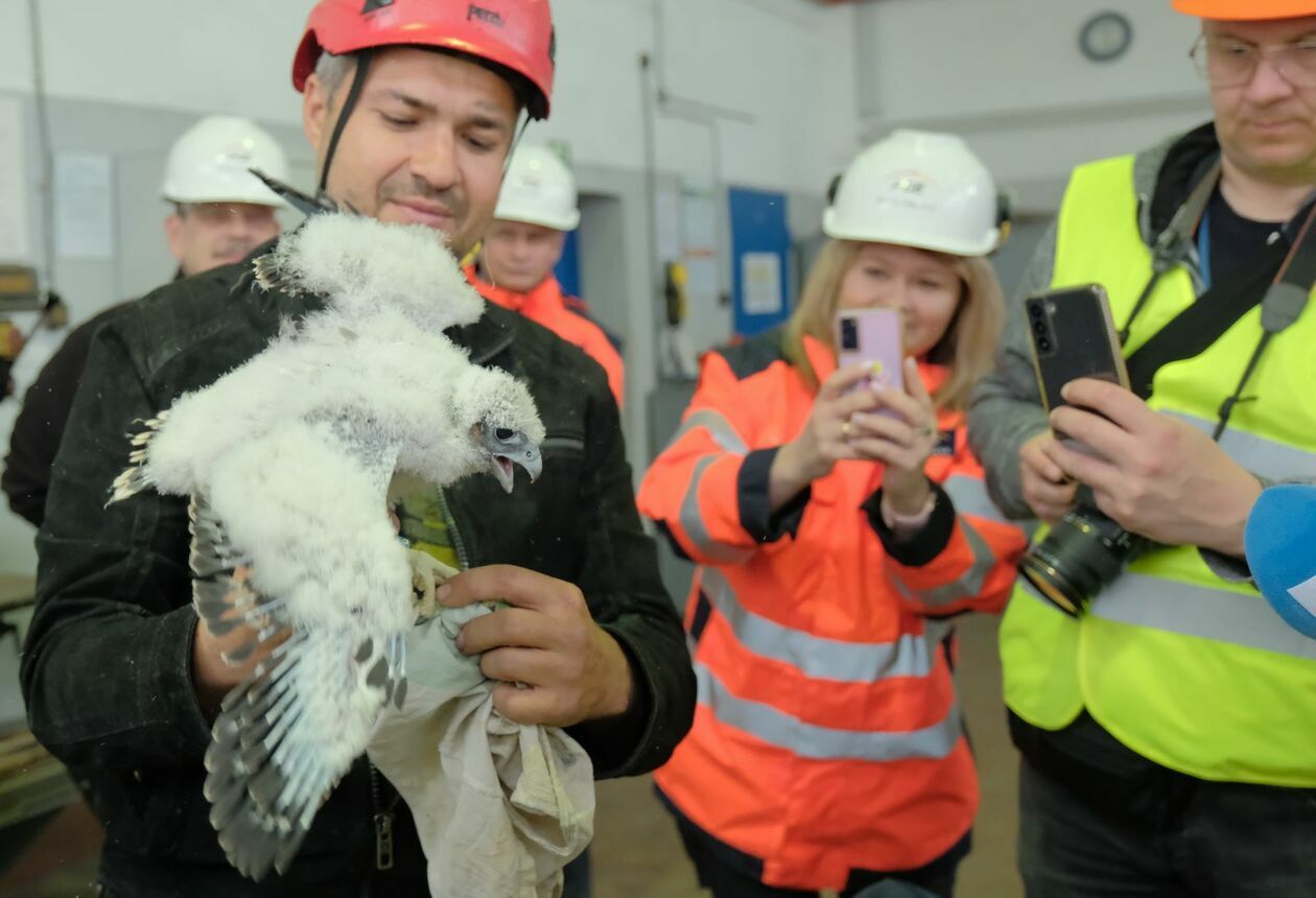  Obrączkowanie piskląt sokoła wędrownego w lubelskiej elektrociepłowni  (zdjęcie 19) - Autor: DW