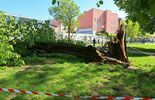 Lublin. Drzewo spadło na plac zabaw (zdjęcie 4)