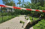 Lublin. Drzewo spadło na plac zabaw (zdjęcie 5)