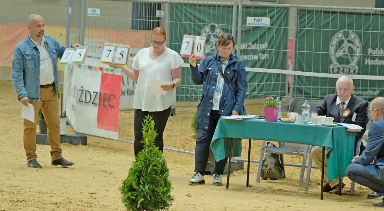  Ogólnopolski Czempionat Kuców. Na Arenie Konnej UP rywalizują ogiery (zdjęcie 17) - Autor: DW