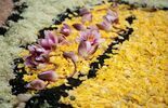 Kwiatowy dywan w Parafii Św. Kingii w Świdniku  (zdjęcie 2)