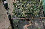 Nielegalna plantacja marihuany  (zdjęcie 2)