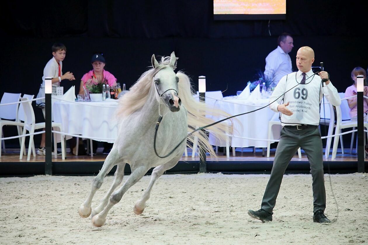  Eliminacje w klasie klaczek i klaczy przed aukcją Pride of Poland 2023 (zdjęcie 16) - Autor: Katarzyna Nastaj 