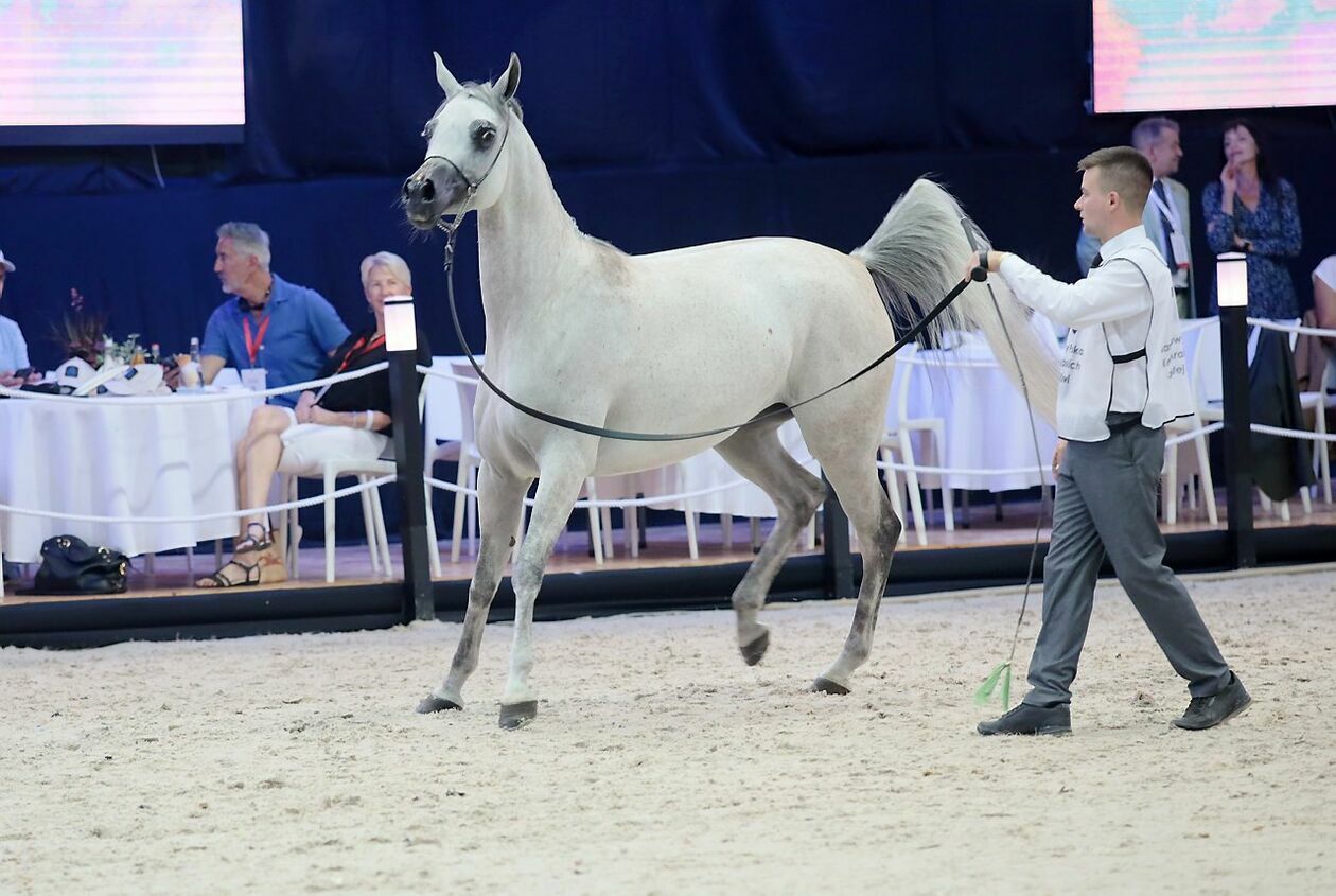  Eliminacje w klasie klaczek i klaczy przed aukcją Pride of Poland 2023 (zdjęcie 1) - Autor: Katarzyna Nastaj 