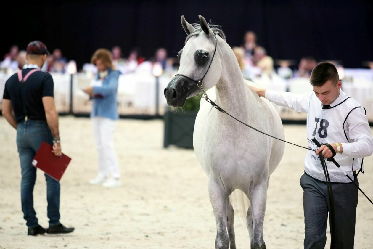  Eliminacje w klasie klaczek i klaczy przed aukcją Pride of Poland 2023 (zdjęcie 75) - Autor: Katarzyna Nastaj 