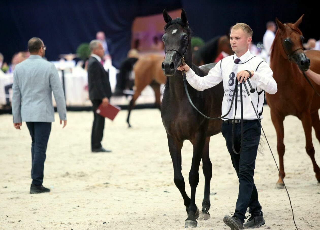  Eliminacje w klasie klaczek i klaczy przed aukcją Pride of Poland 2023 (zdjęcie 61) - Autor: Katarzyna Nastaj 