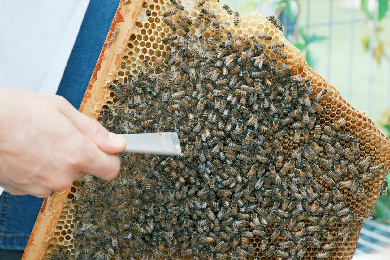  Warsztaty pszczelarskie dla dzieci w pasiece CSK prowadzi Marcin Sudziński (zdjęcie 3) - Autor: DW