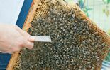 Warsztaty pszczelarskie dla dzieci w pasiece CSK prowadzi Marcin Sudziński (zdjęcie 3)