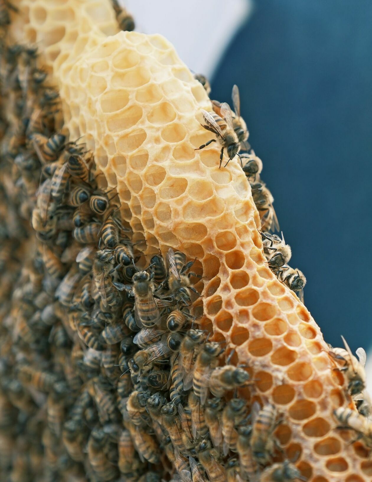  Warsztaty pszczelarskie dla dzieci w pasiece CSK prowadzi Marcin Sudziński (zdjęcie 5) - Autor: DW