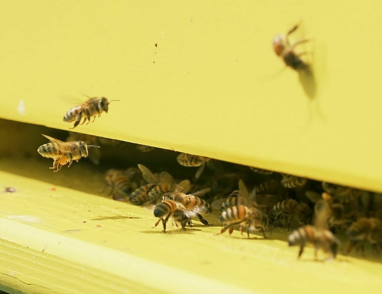  Warsztaty pszczelarskie dla dzieci w pasiece CSK prowadzi Marcin Sudziński (zdjęcie 9) - Autor: DW