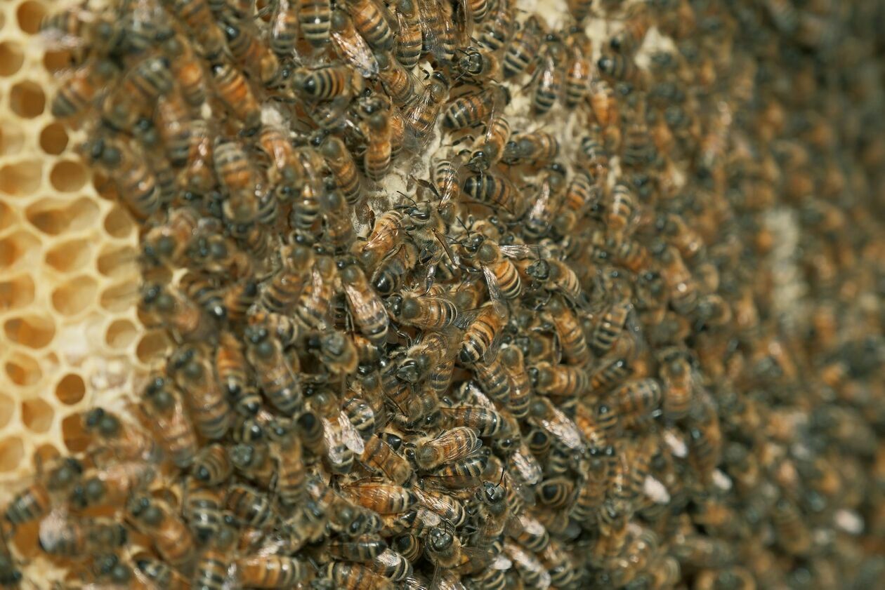  Warsztaty pszczelarskie dla dzieci w pasiece CSK prowadzi Marcin Sudziński (zdjęcie 7) - Autor: DW