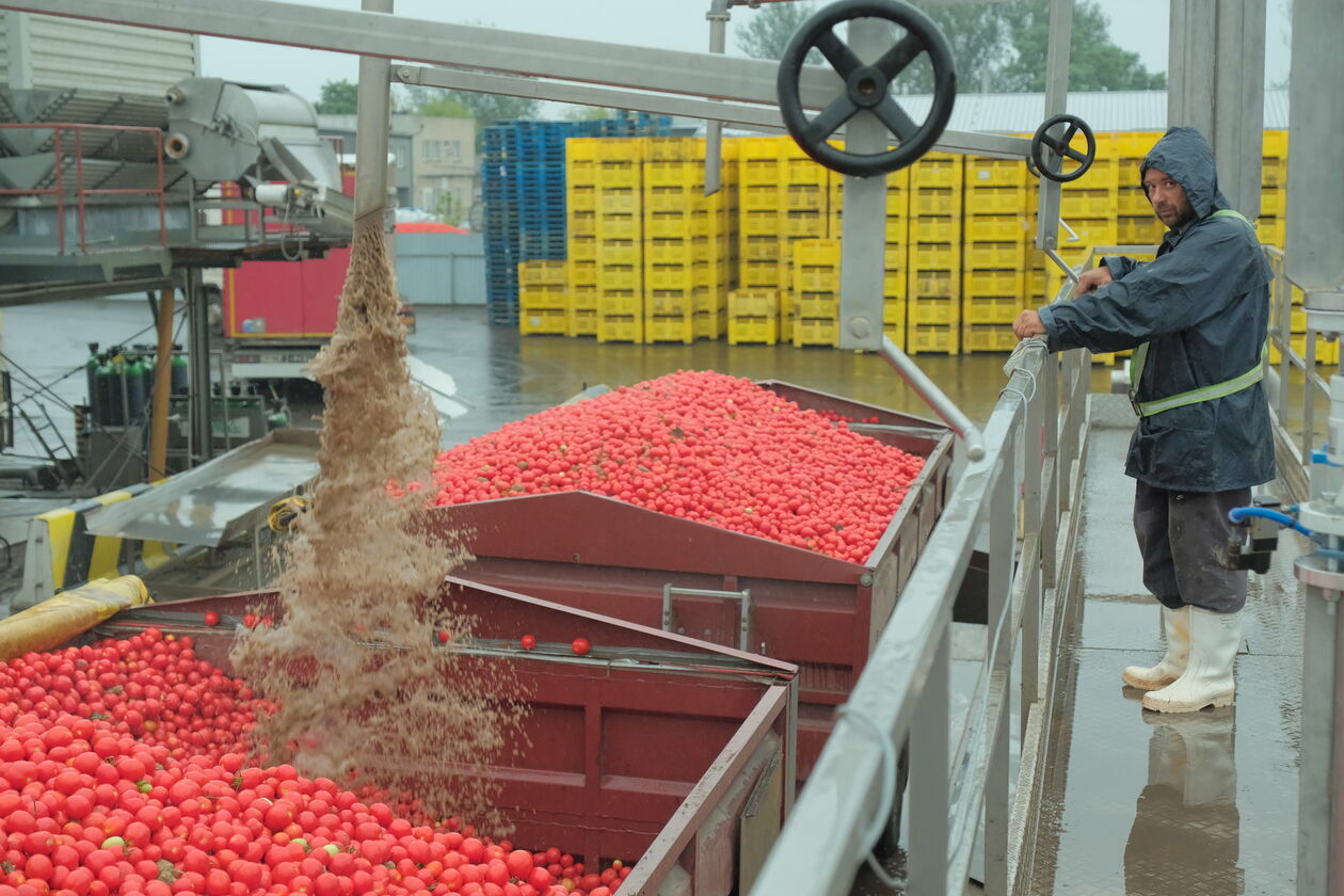  Nowa linia produkcyjna przecieru pomidorowego w firnie Dawtona, zakład w Milejowie  (zdjęcie 21) - Autor: DW