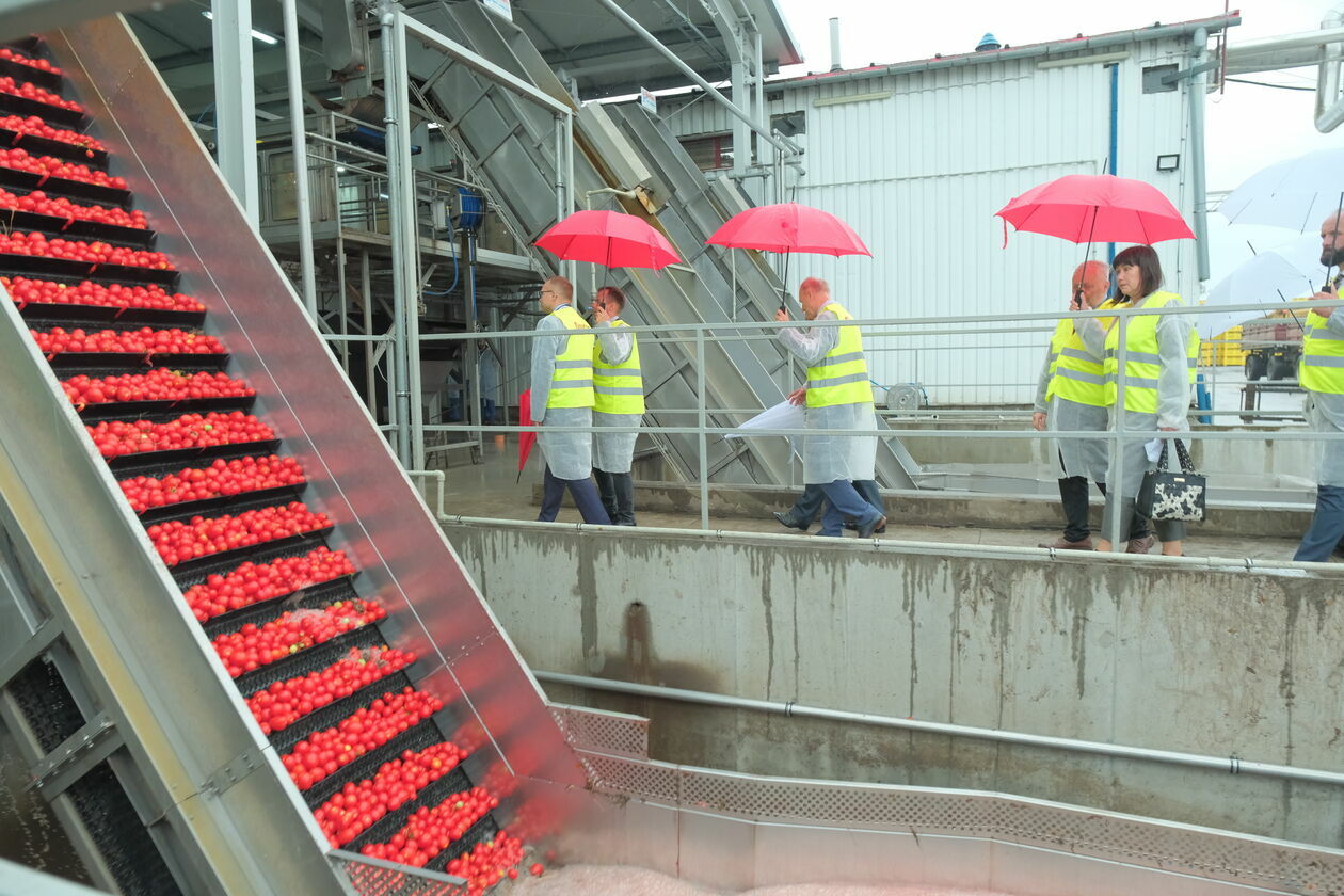  Nowa linia produkcyjna przecieru pomidorowego w firnie Dawtona, zakład w Milejowie  (zdjęcie 19) - Autor: DW