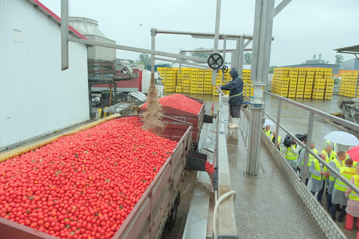  Nowa linia produkcyjna przecieru pomidorowego w firnie Dawtona, zakład w Milejowie   - Autor: DW