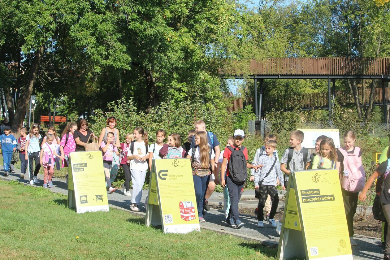  Biała Podlaska. Pierwsze miodobranie w miejskiej pasiece (zdjęcie 8) - Autor: Ewelina Burda