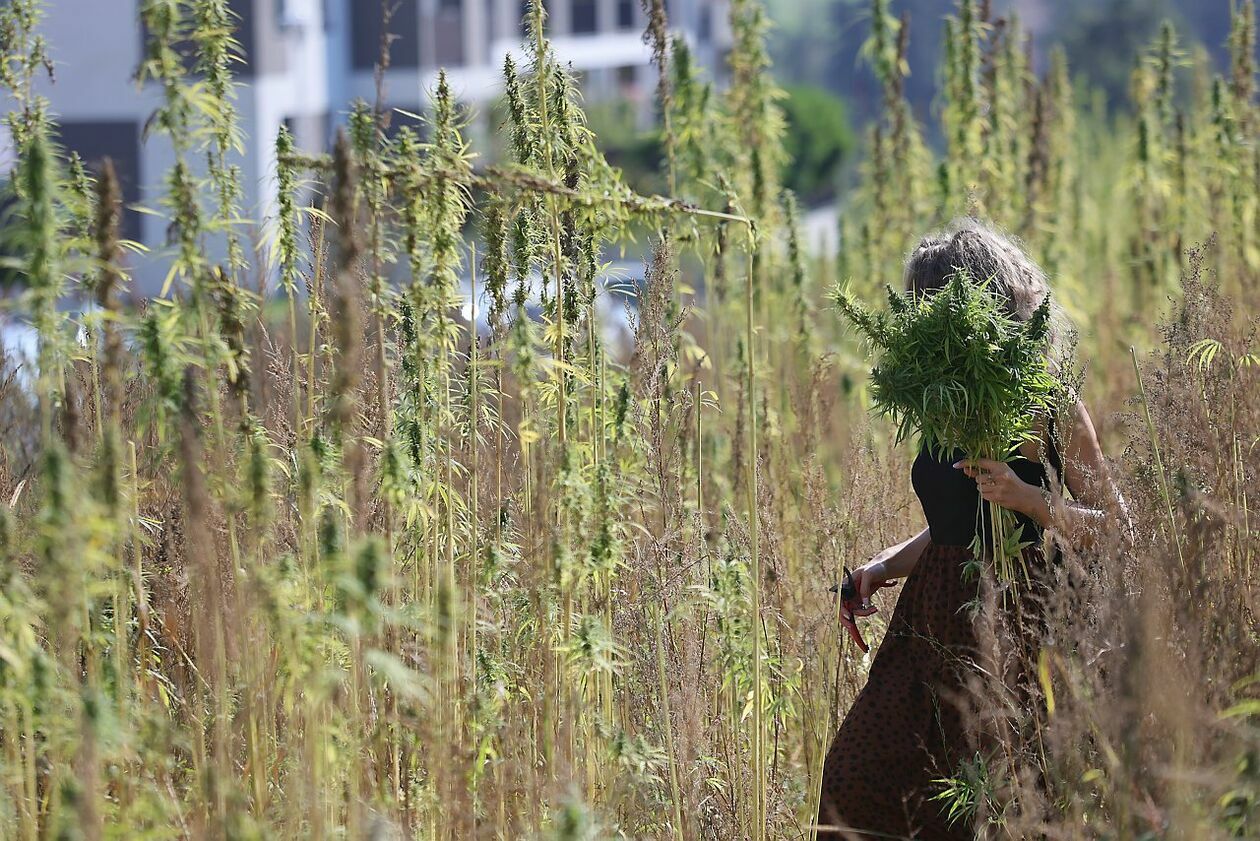  Do niedzieli można uciąć sobie konopii z plantacji na Węglinku (zdjęcie 19) - Autor: Piotr Michalski