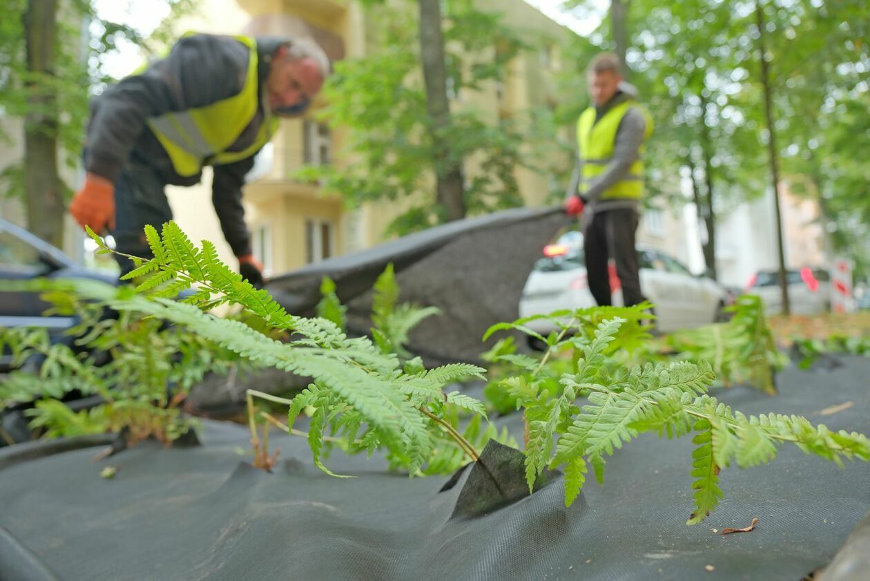  Ogrody deszczowe powstały przy ul. Obrońców Pokoju (zdjęcie 8) - Autor: DW