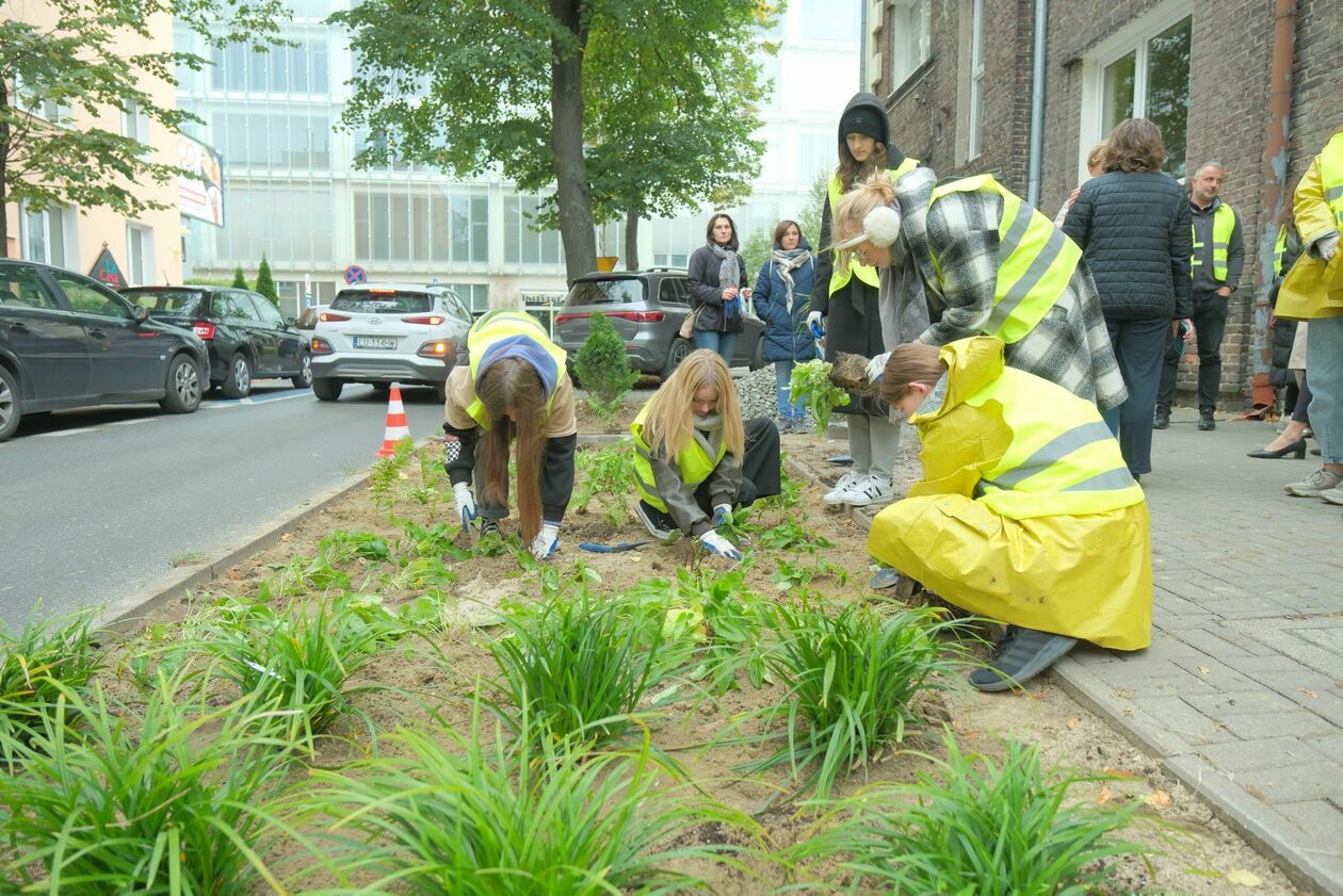  Ogrody deszczowe powstały przy ul. Obrońców Pokoju (zdjęcie 15) - Autor: DW