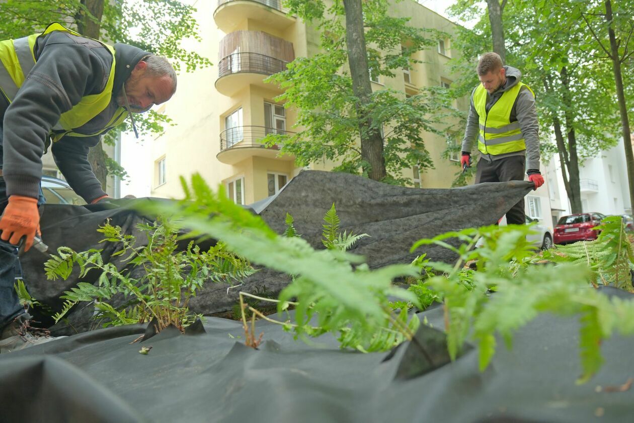  Ogrody deszczowe powstały przy ul. Obrońców Pokoju (zdjęcie 7) - Autor: DW