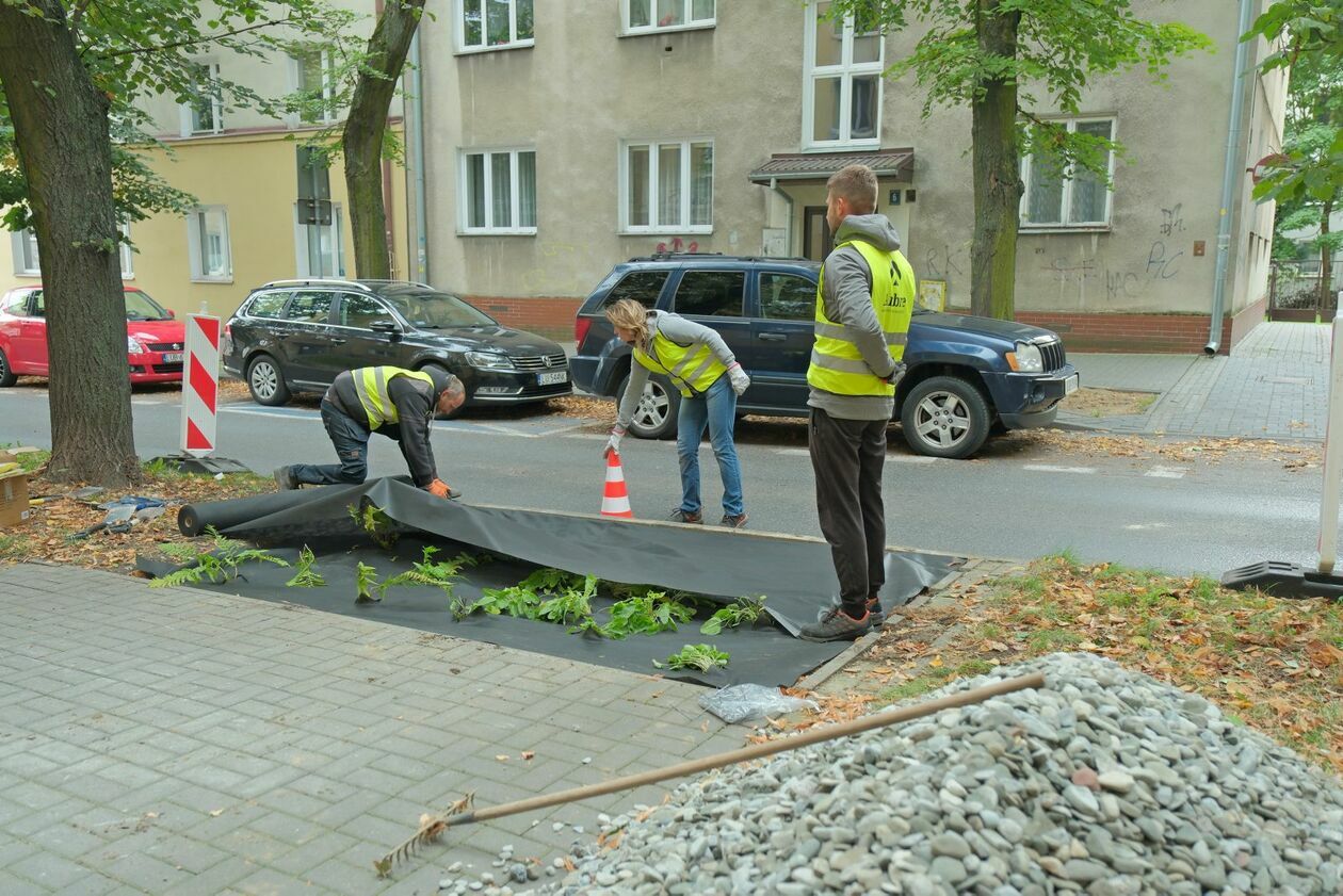  Ogrody deszczowe powstały przy ul. Obrońców Pokoju (zdjęcie 9) - Autor: DW