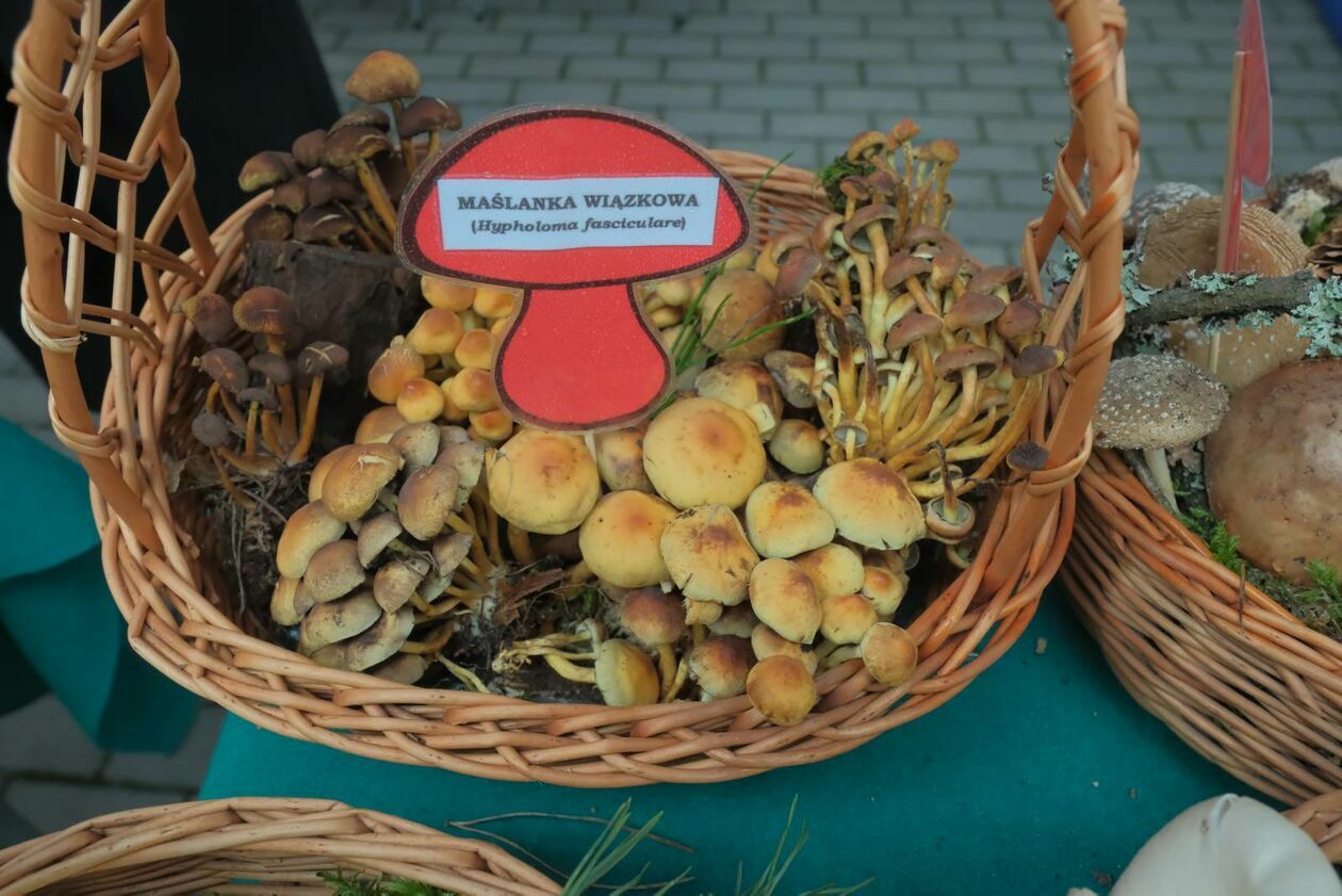  Wystawa grzybów w Powiatowej Stacji Sanitarno - Epidemiologiczna w Lublinie  (zdjęcie 2) - Autor: DW