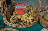 Wystawa grzybów w Powiatowej Stacji Sanitarno - Epidemiologiczna w Lublinie  (zdjęcie 2)