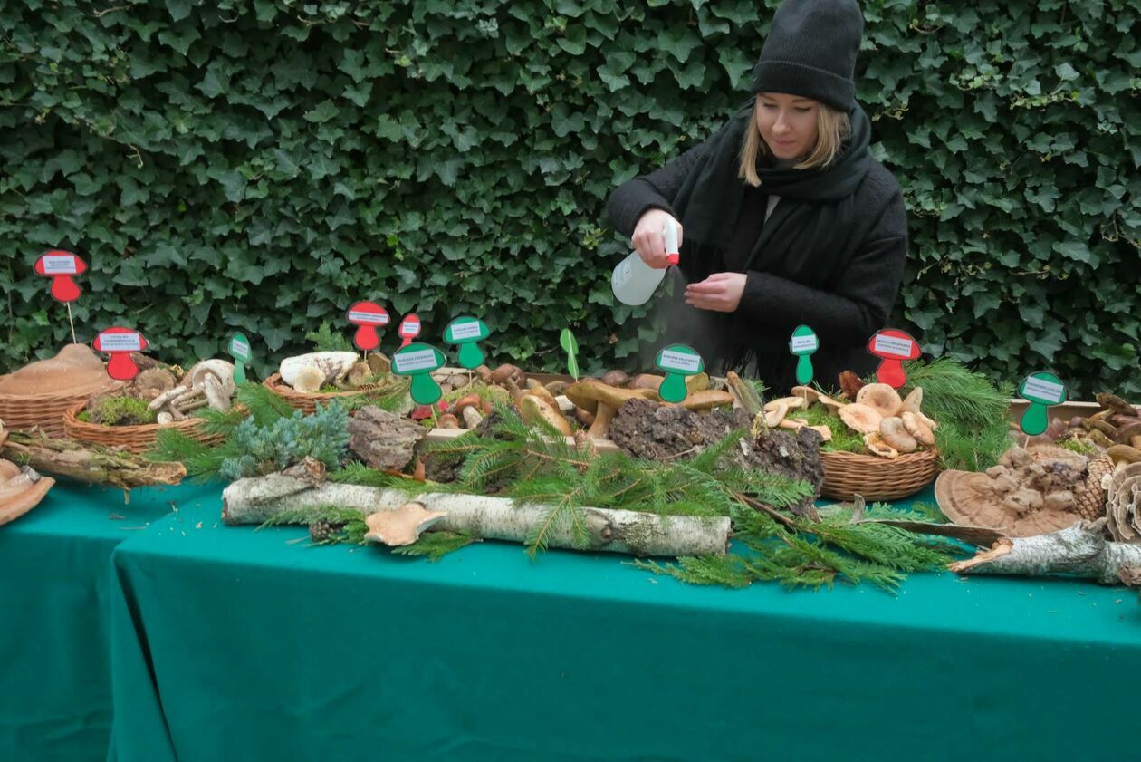  Wystawa grzybów w Powiatowej Stacji Sanitarno - Epidemiologiczna w Lublinie  (zdjęcie 7) - Autor: DW