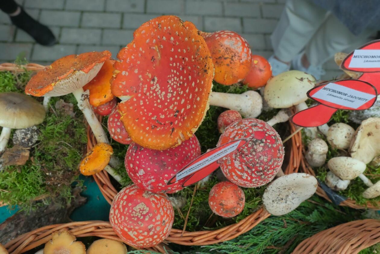  Wystawa grzybów w Powiatowej Stacji Sanitarno - Epidemiologiczna w Lublinie  (zdjęcie 3) - Autor: DW