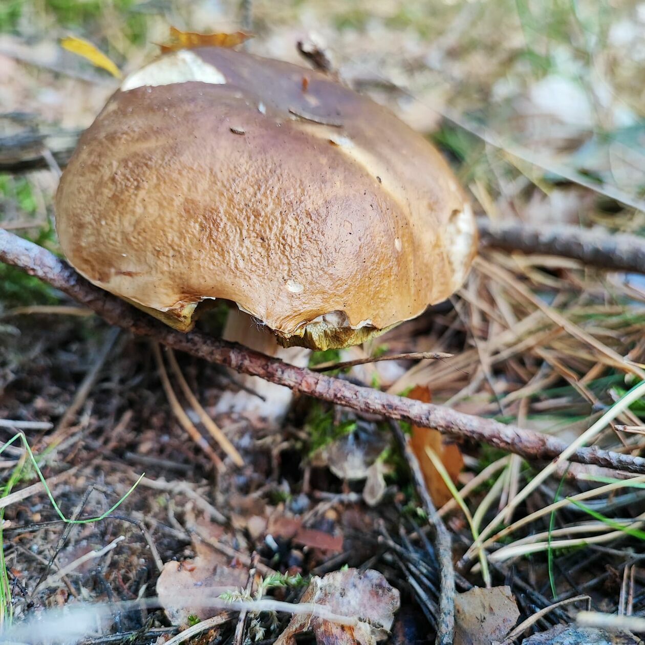  Udane grzybobrania naszych czytelników (zdjęcie 16) - Autor: Czytelnicy DW