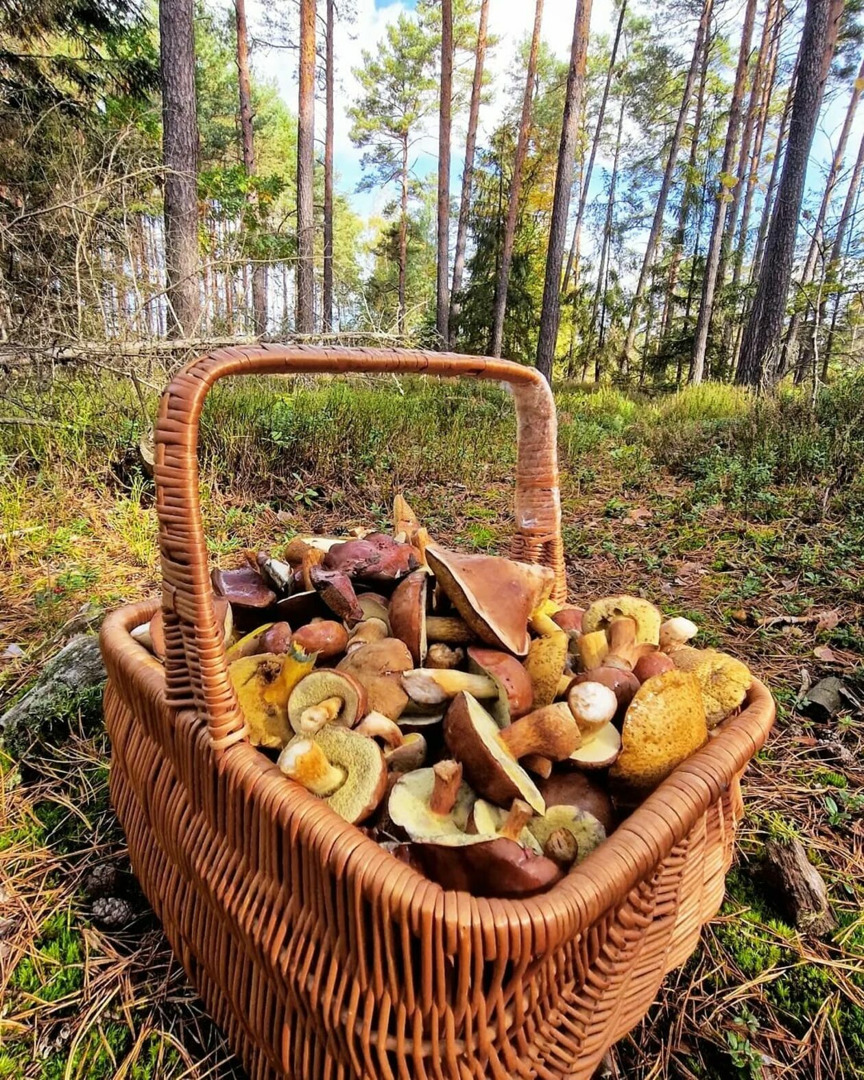  Udane grzybobrania naszych czytelników  - Autor: Czytelnicy DW