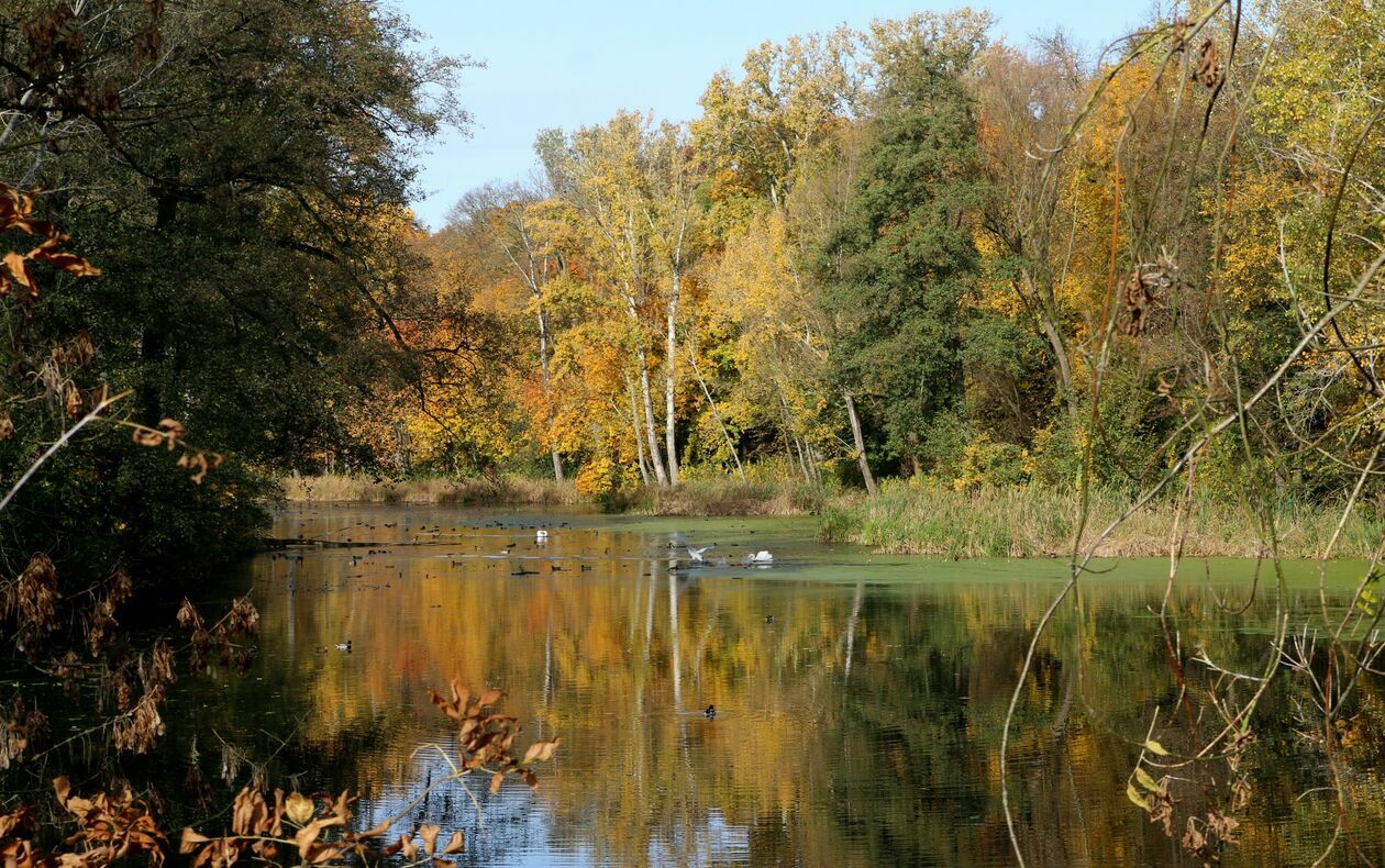  Jesień w Puławach (zdjęcie 1) - Autor: rs