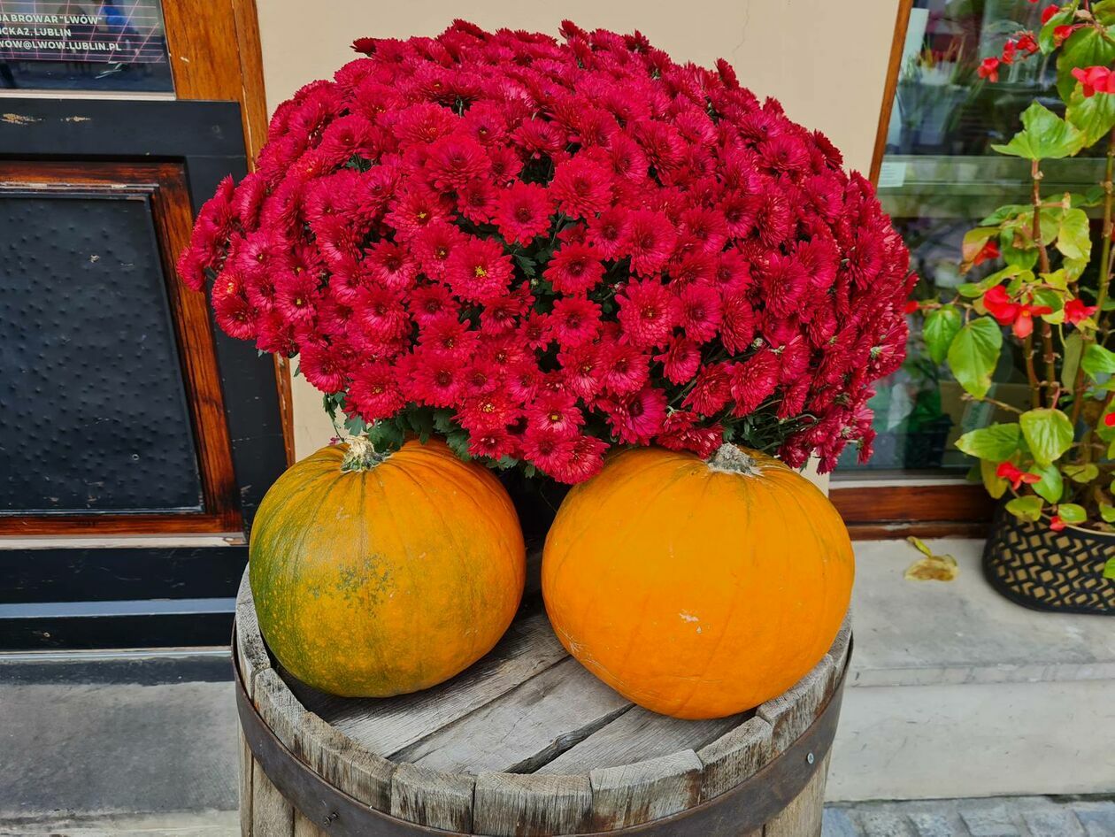  Lublin gotowy na halloween - dynie rządzą na deptaku (zdjęcie 7) - Autor: DW