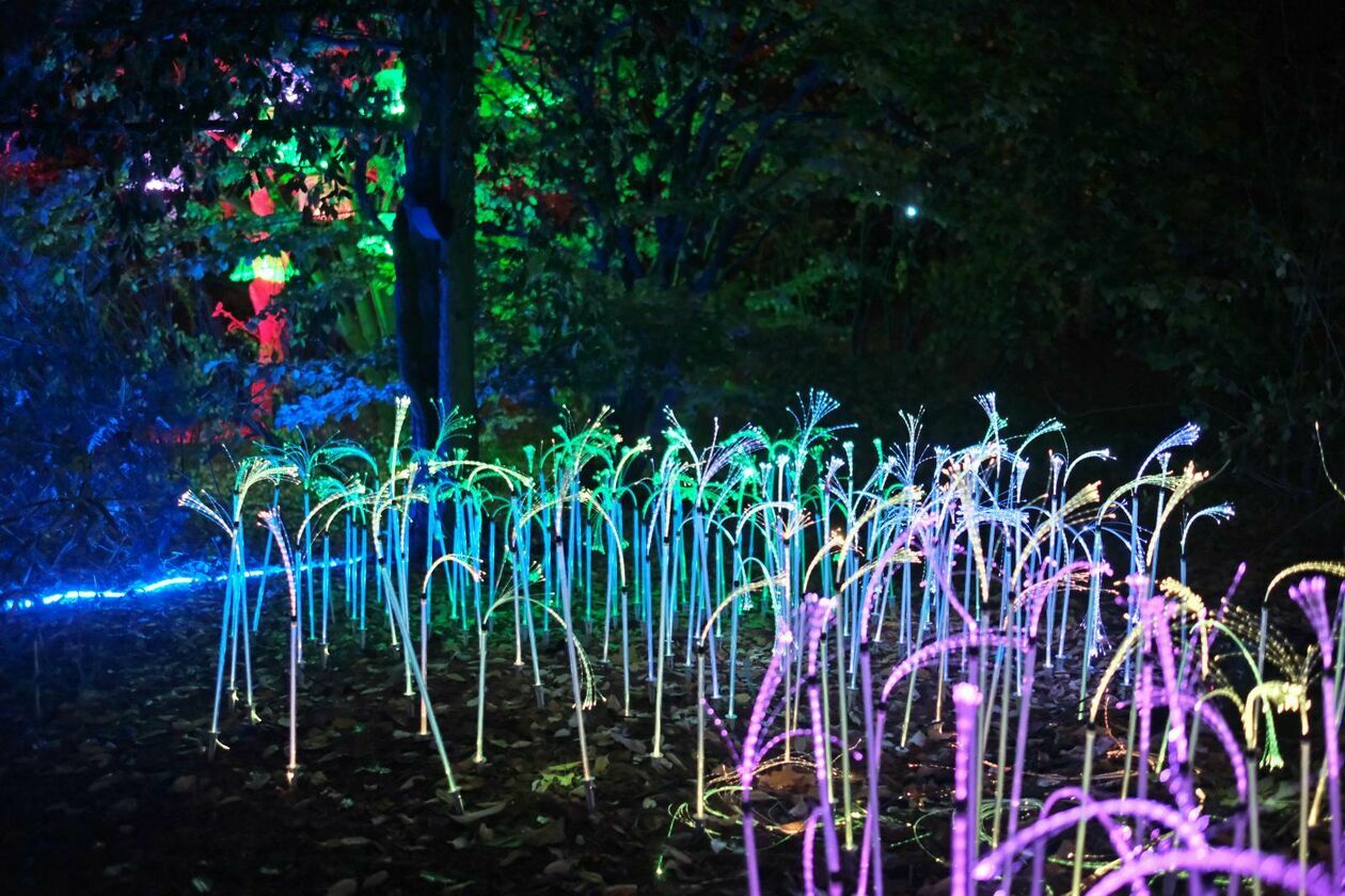 Park Lumina znowu rozświetlił Ogród Botaniczny UMCS (zdjęcie 11) - Autor: DW