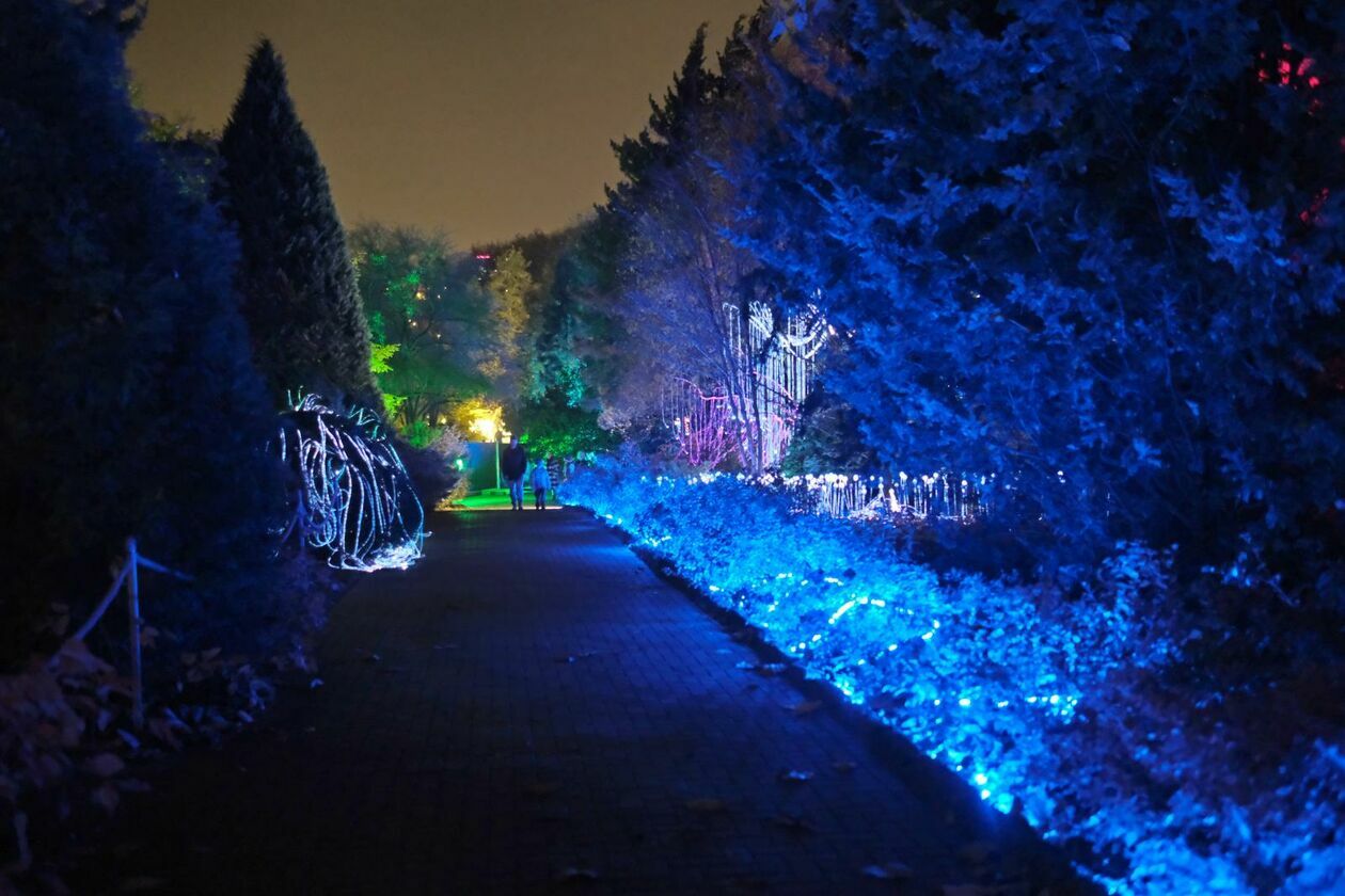  Park Lumina znowu rozświetlił Ogród Botaniczny UMCS (zdjęcie 14) - Autor: DW