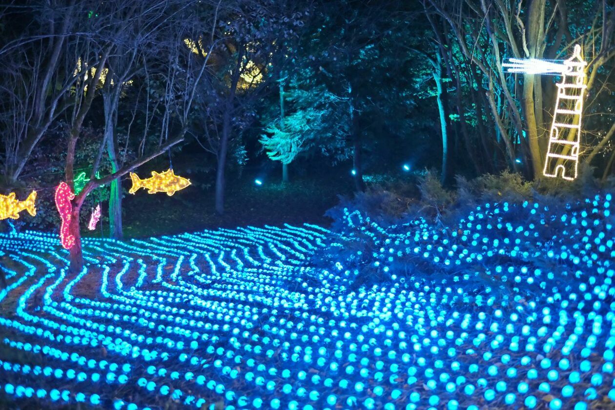  Park Lumina znowu rozświetlił Ogród Botaniczny UMCS (zdjęcie 21) - Autor: DW