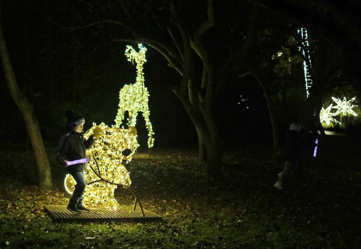  Park Lumina znowu rozświetlił Ogród Botaniczny UMCS (zdjęcie 34) - Autor: DW