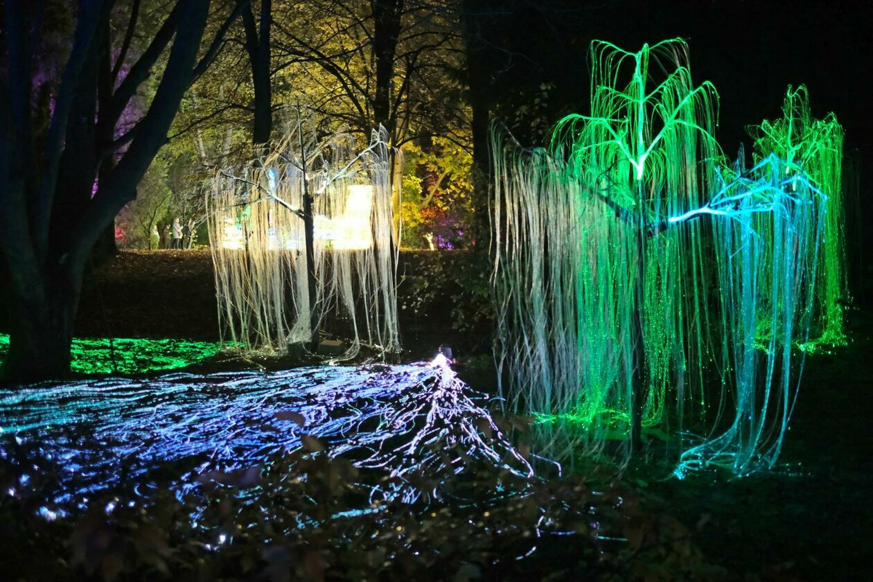  Park Lumina znowu rozświetlił Ogród Botaniczny UMCS (zdjęcie 15) - Autor: DW