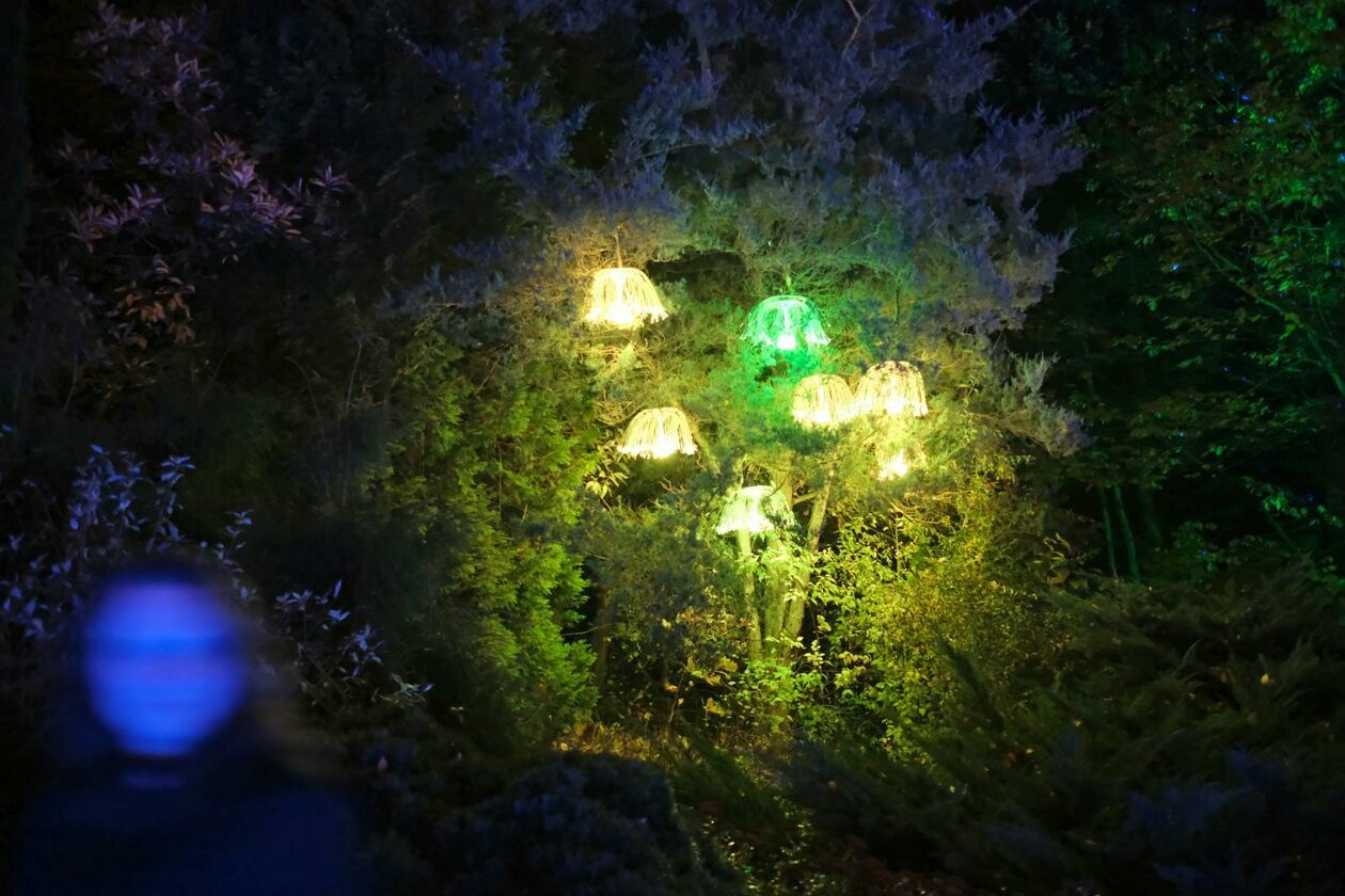  Park Lumina znowu rozświetlił Ogród Botaniczny UMCS (zdjęcie 18) - Autor: DW