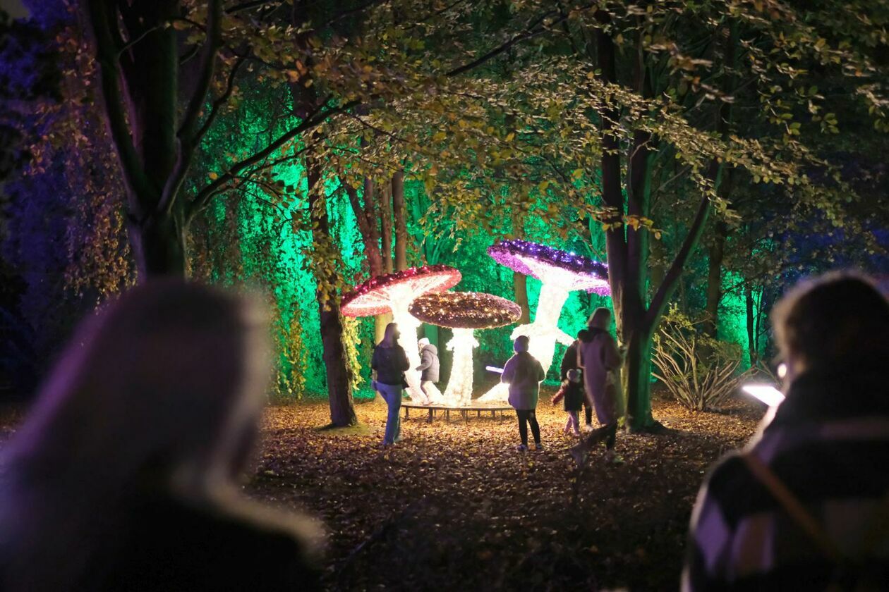  Park Lumina znowu rozświetlił Ogród Botaniczny UMCS (zdjęcie 37) - Autor: DW