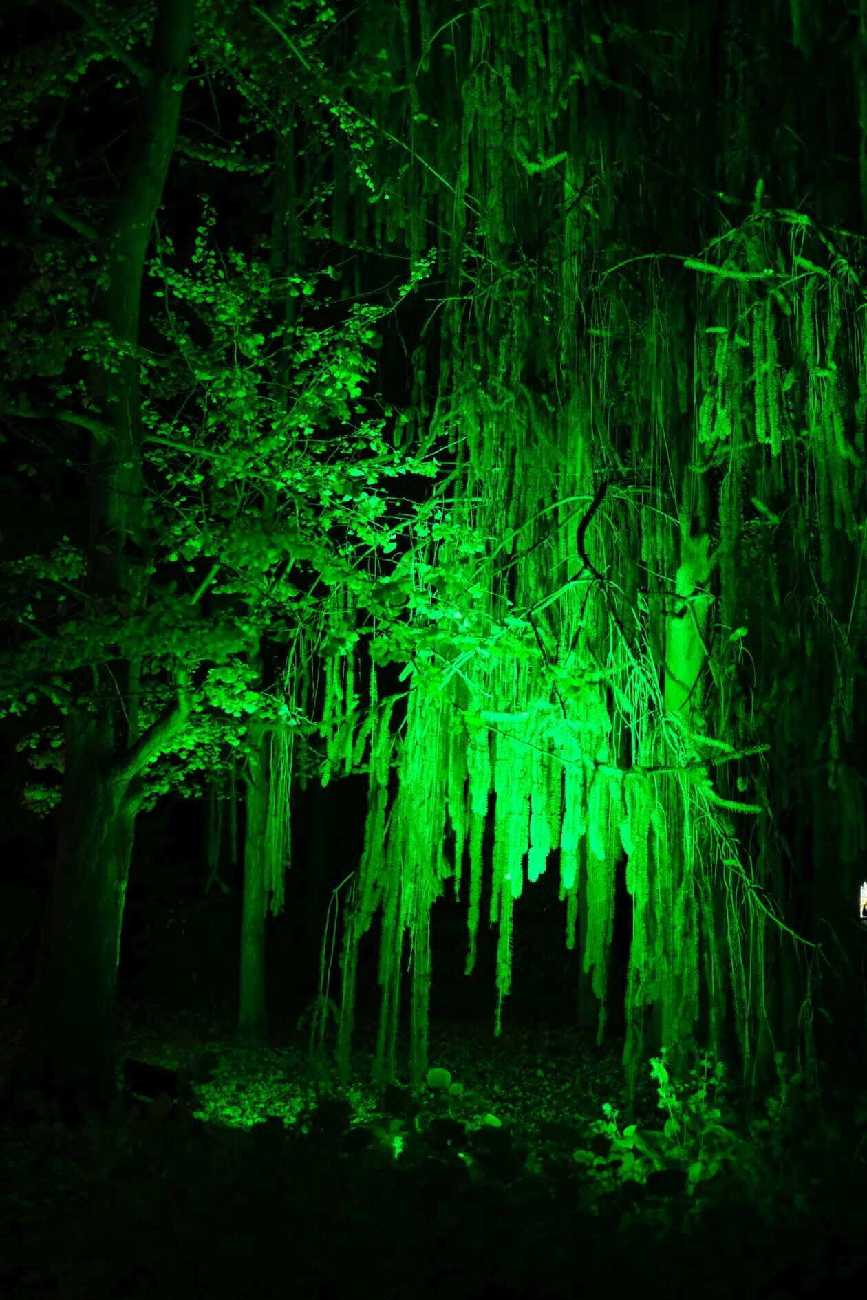  Park Lumina znowu rozświetlił Ogród Botaniczny UMCS (zdjęcie 28) - Autor: DW