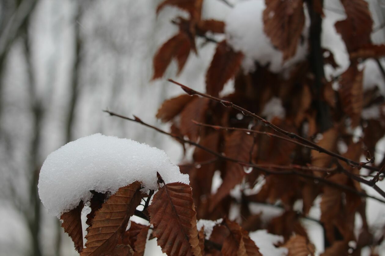  Zima w parku Radziwiłłowskim w Białej Podlaskiej  (zdjęcie 10) - Autor: Ewelina Burda
