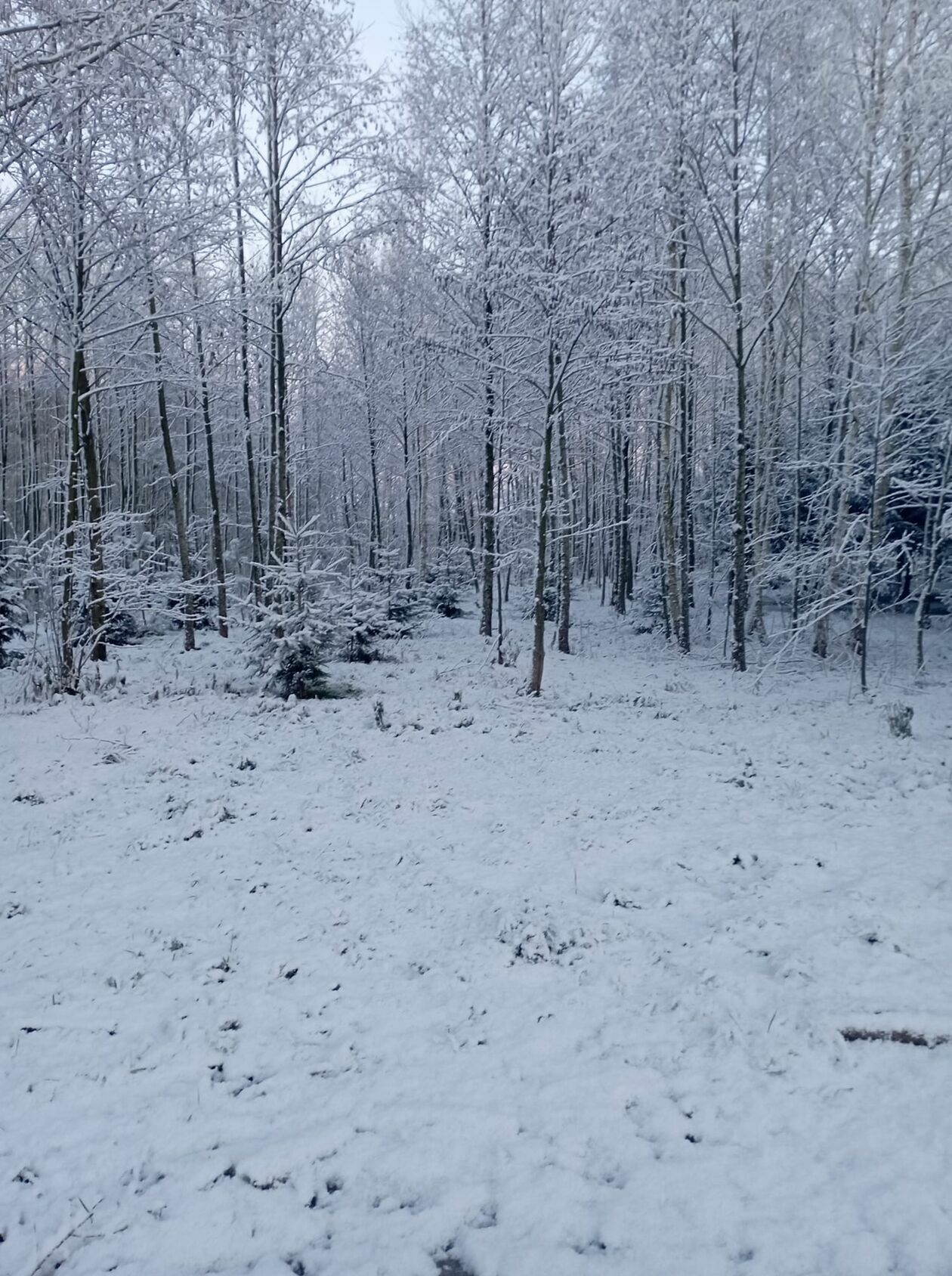  Zima naszych czytelników (zdjęcie 22) - Autor: czytelnicy