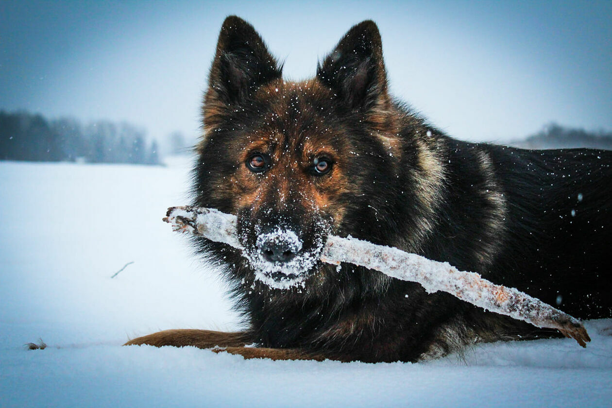  Pupile naszych Czytelników (zdjęcie 50) - Autor: Czytelnicy DW