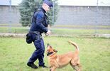 Psy policjanci Borys I Hugo (zdjęcie 4)