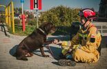 Psy w Straży Pożarnej (zdjęcie 2)