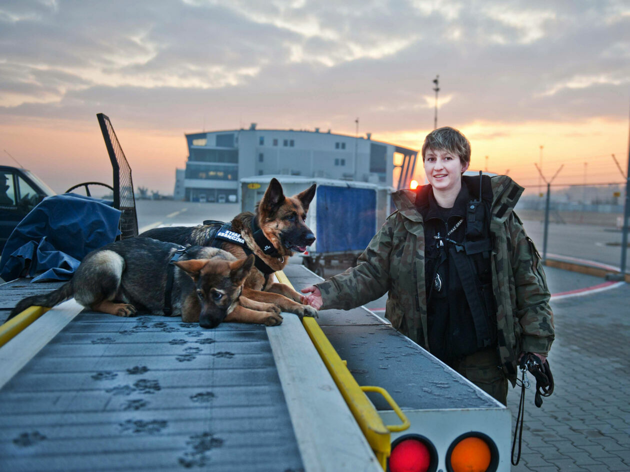 Psy w Straży Granicznej  - Autor: Straż Graniczna