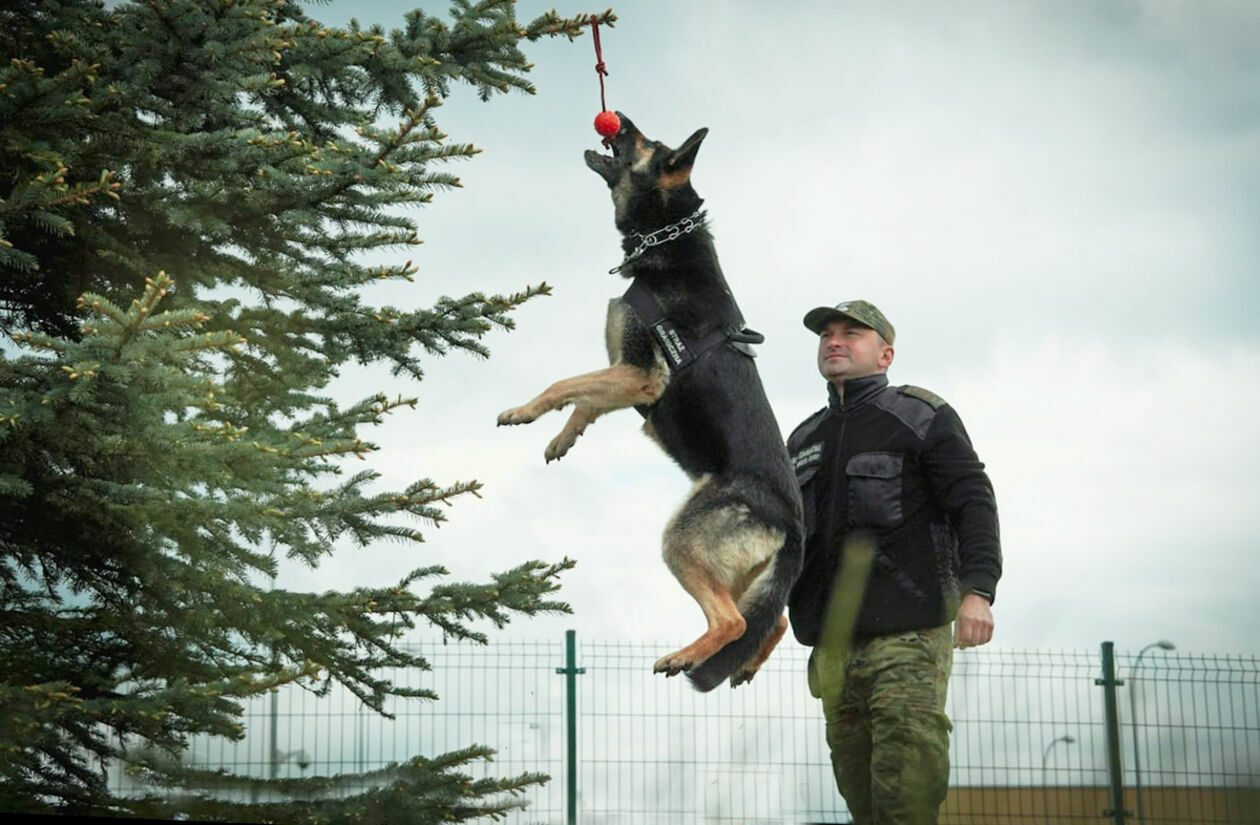  Psy w Straży Granicznej (zdjęcie 8) - Autor: Straż Graniczna