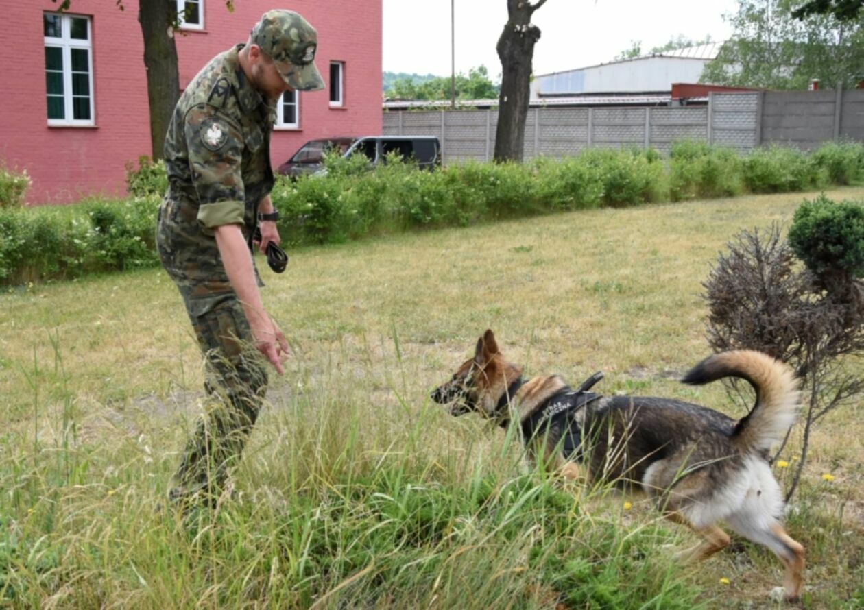  Psy w Straży Granicznej (zdjęcie 3) - Autor: Straż Graniczna