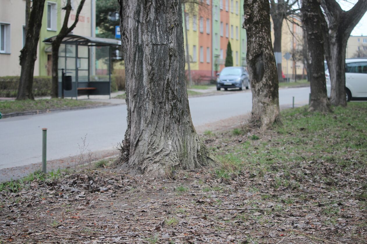 Drzewa przy ulicy Kościuszki w Białej Podlaskiej   - Autor: Ewelina Burda