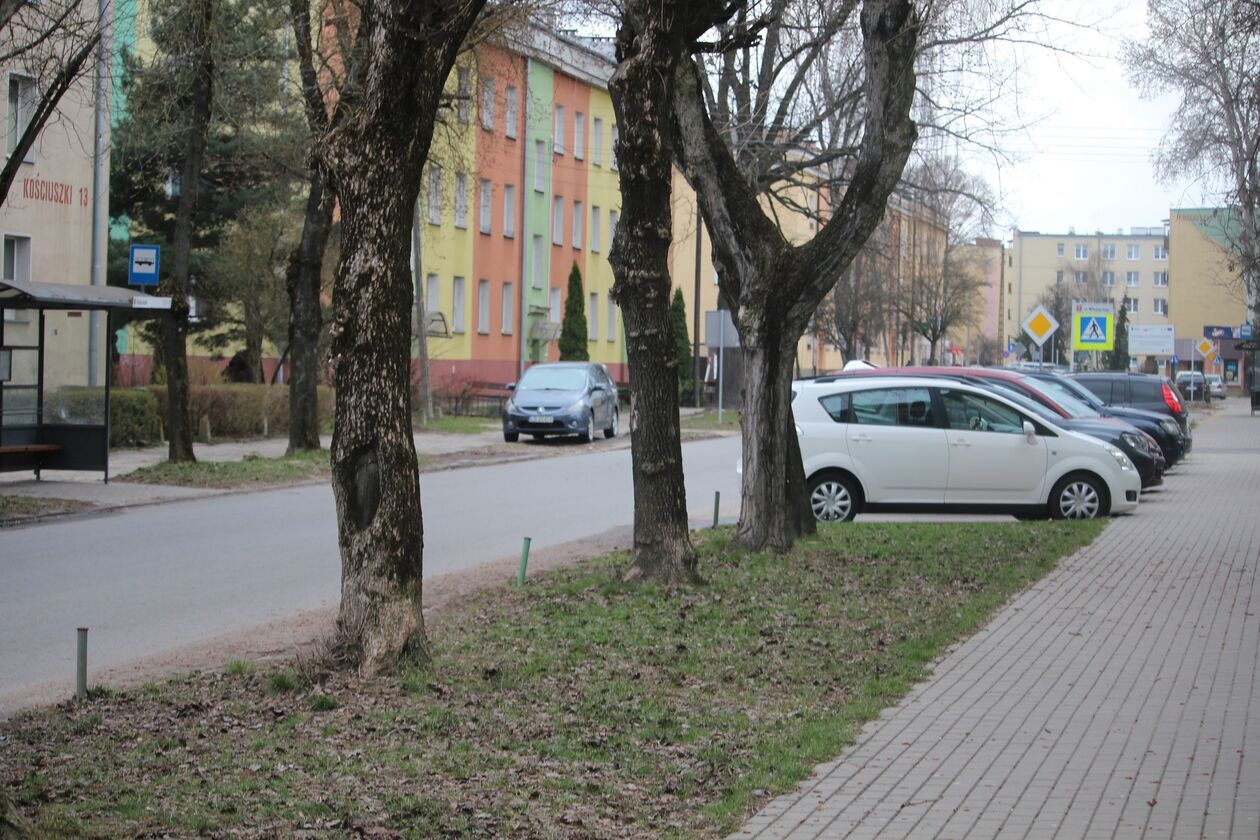Drzewa przy ulicy Kościuszki w Białej Podlaskiej  - Autor: Ewelina Burda